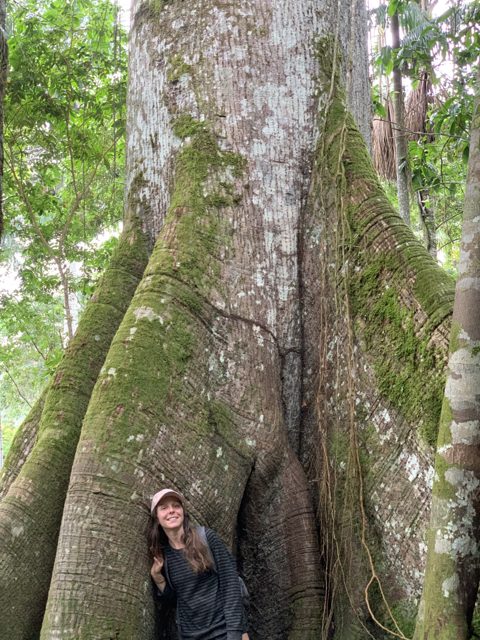 Clove at the roots of a great Amazonian tree